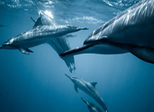 徐静雨：杜兰特现在没半点话语权 他又不是库里之勇士老詹之湖人